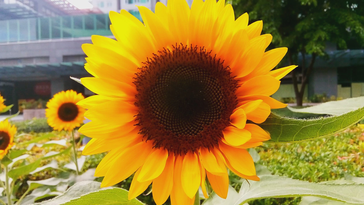 Sunflower in the City