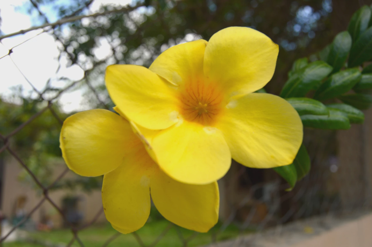 Allamanda cathartica or Yellow Bell