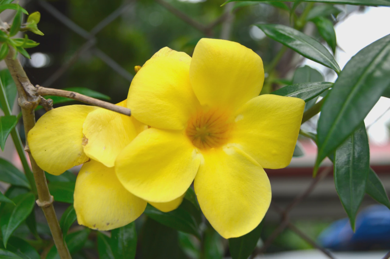 Allamanda cathartica or Yellow Bell