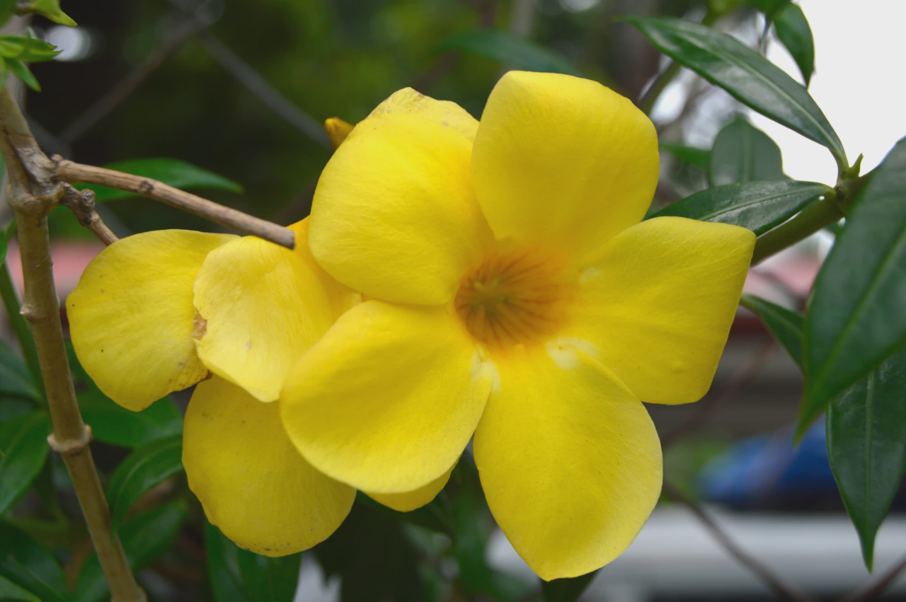 Allamanda cathartica or Yellow Bell