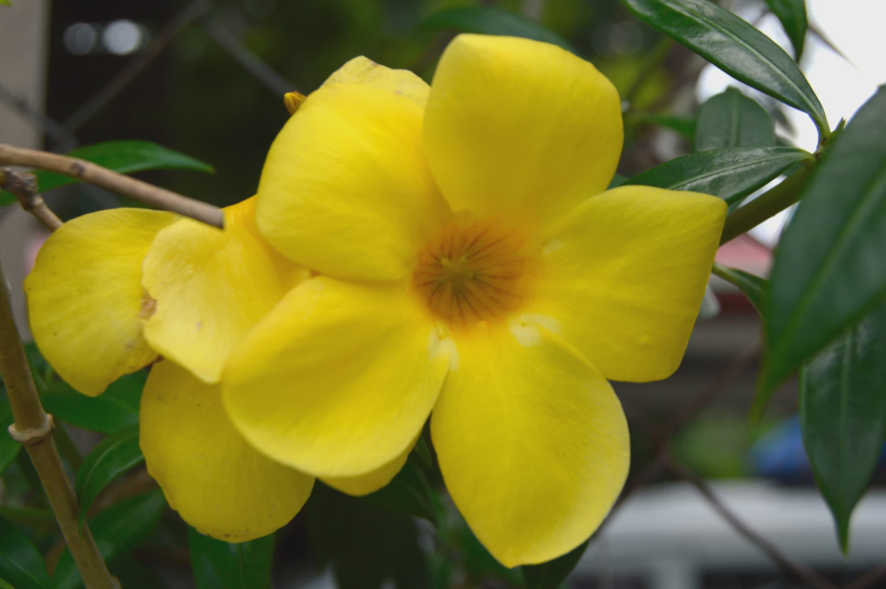 Allamanda cathartica or Yellow Bell